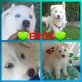 Siberian Husky Welpen - Rüde