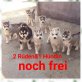Siberian Husky Welpen - Rüde