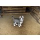 Siberian Husky Welpen - Rüde