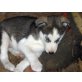 Siberian Husky Welpen - Rüde