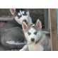 Siberian Husky Welpen - Rüde