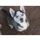 Siberian Husky Welpen - Rüde