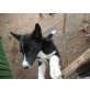 Siberian Husky Welpen - Rüde