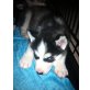 Siberian Husky Welpen - Rüde