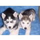 Siberian Husky Welpen - Rüde