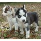 Siberian Husky Welpen, Siberian Husky - Hündin