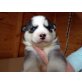 Siberian Husky Welpen    , Siberian Husky - Rüde
