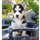 Siberian Husky Welpen mit VDH/FCI Papieren, Siberian Husky Welpen - Rüde
