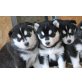 Siberian Husky welpen zu verkaufen., Siberian Husky - Rüde