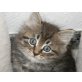 Sibirische Katze - Kater