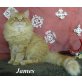 Sibirische Katze - Kater