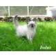Sibirische Katze - Kater