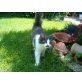 Sibirische Katze - Kater