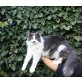 Sibirische Katze - Kater