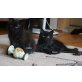 Sibirische Katze - Kater