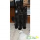 Sibirische Katze - Kater