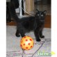 Sibirische Katze - Kater