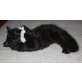 Sibirische Katze - Kater