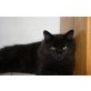 Sibirische Katze - Kater