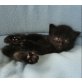 Sibirische Katze - Kater