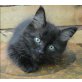 Sibirische Katze - Kater
