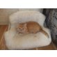 Sibirische Katze - Kater