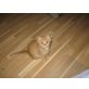 Sibirische Katze - Kater