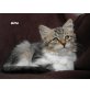 Sibirische Katze - Kater