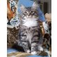 Sibirische Katze - Kater