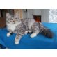 Sibirische Katze - Kater