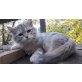 Sibirische Katze - Kater
