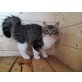 Sibirische Katze - Kater