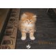 Sibirische Katze - Kater