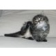 Sibirische Katze - Kater