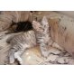 Sibirische Katze - Kater - Kater