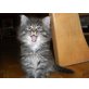 Sibirische Katze - Katze