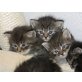 Sibirische Katze - Katze
