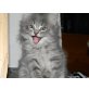 Sibirische Katze - Katze
