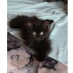 Sibirische Katze - Katze