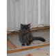 Sibirische Katze - Katze