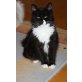 Sibirische Katze - Katze