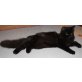Sibirische Katze - Katze