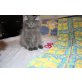 Sibirische Katze - Katze