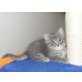 Sibirische Katze - Katze