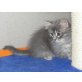Sibirische Katze - Katze