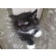 Sibirische Katze - Katze