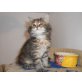 Sibirische Katze - Katze