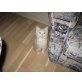 Sibirische Katze - Katze