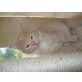 Sibirische Katze - Katze