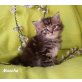 Sibirische Katze - Katze